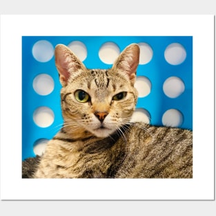 Cat Cafe: Queen Elizabeth (gifts) Posters and Art